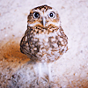 Hedwig